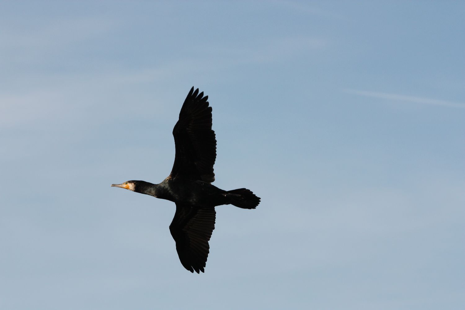 Kormoran in Aachen